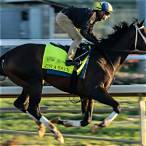 trifecta bet kentucky derby